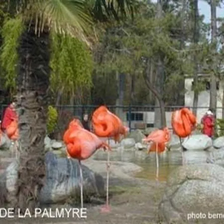 La Palmyre Et La Cote De Beaute 1